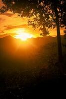 Silhouette of a tree at dusk with mountain photo