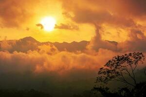 Tree silhouette against sunset. Woodland at sundown photo