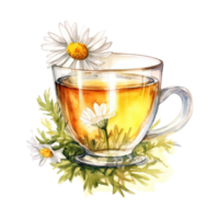 Watercolor chamomile tea. Illustration png
