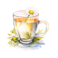 Watercolor chamomile tea. Illustration png