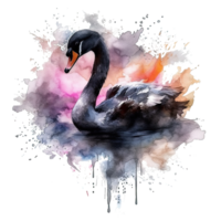 Watercolor black swan. Illustration png