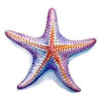 Watercolor starfish. Illustration png