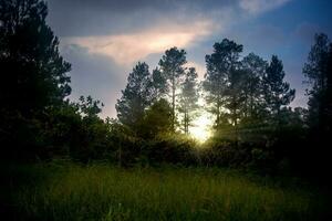 A sunset with trees and a field in the foreground photo