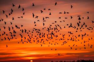 a flock of birds against an orange sunset sky photo