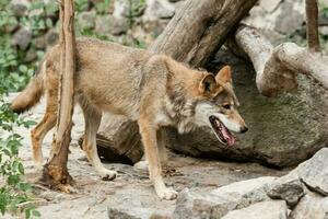 Running wolf close up photo