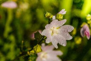 colores de campo rosa con gotitas y una estufa recogiendo polen foto