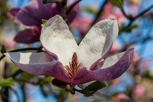 Bud of beautiful spring magnolia photo