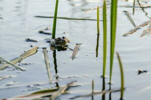 the frog sails on the pond photo