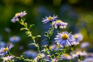 Field flowers on which insects and bees sit close up photo