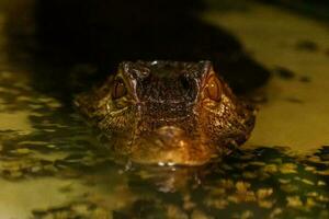 krakodil eyes smooth-eyed caiman photo