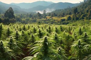 mountain cannabis plantation, commercial cultivation of marijuana photo