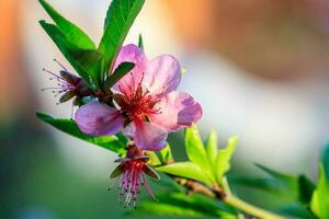 beautiful flowering of apricot fruit trees with drops photo