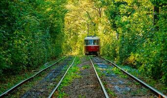 Tram and tram rails in colorful forest photo