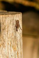In the sunlight a grasshopper sits on a log photo