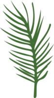 Grün Weihnachten Blätter Hand gezeichnet Pflanze Dekoration png