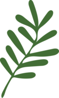 Green Christmas Leaves Hand Drawn Plant Decoration png