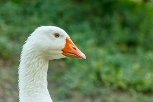 beautiful swans sit on green grass photo