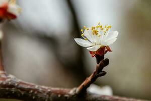 beautifully flowering cherry branches on which the bees sit photo