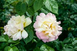 Flowering summer rose in bud photo