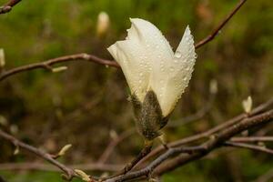 macro de un hermoso capullo de magnolia foto