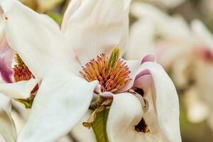 Macro blooming magnolia on a  branch photo