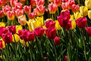 Spring field of colorful tulips photo