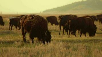 manada de Colorado americano bisontes puesta de sol paisaje en lento movimiento video