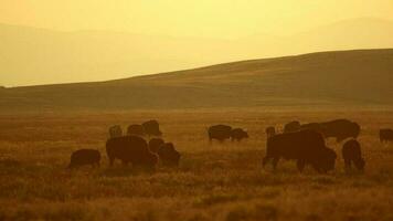 Colorado amerikanisch Büffel Sonnenuntergang Landschaft im schleppend Bewegung video