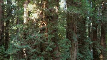 Aerial Moving Between Ancient Redwood Trees in California video
