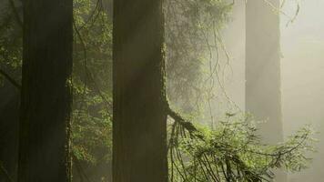 deux ancien séquoia des arbres et le Soleil entre video