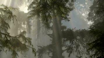 szenisch Redwood Regen Wald bedeckt durch Morgen Nebel video