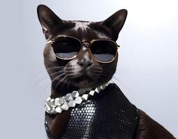 Black cat with fashionable dressing, wearing sunglasses. photo