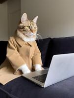 Cat with fashionable dressing. Concept of hardworking pet. image photo