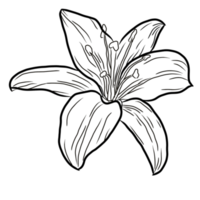 illustriert Lilie Blume Linie Kunst. dekorativ Blume Lilie Umrisse Zeichnung skizzieren Blume Gekritzel. png