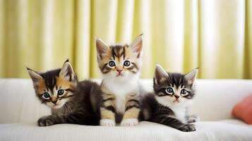 Group of different colored kittens. photo