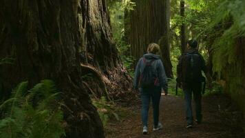 turista esplorando California costiero sequoie foresta video