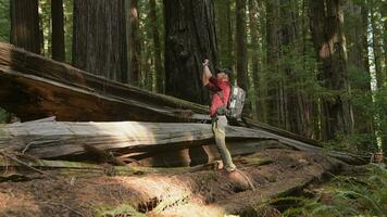 Tourist erkunden Kalifornien uralt Redwoods Wald video
