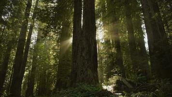 presto soleggiato mattina nel il sequoia foresta video