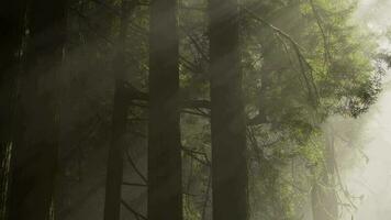 Sonne Strahlen Kommen durch uralt Redwood Bäume video