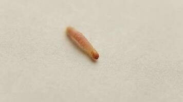 Mediterranean Flour or pantry moth larva on white paper sheet background video