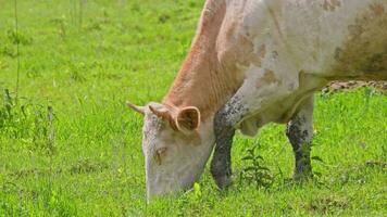 white cow grazes in a meadow on a sunny summer day close up video
