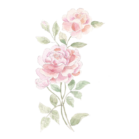 Pink Rose Watercolor Flower For Post Card png