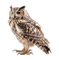 Owl portrait, isolated on transparent background, png