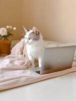 Pet cat with blanket. Concept of hardworking pet. image. photo