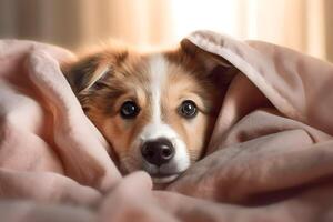 Adorable puppy hidden and peeking from blanket. photo