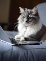 Portrait of adorable pet cat. Concept of hardworking pet. image. photo