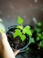 creciente semilla a plantando vegetal y árbol foto