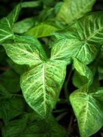 variegated plant in pot decorate house photo