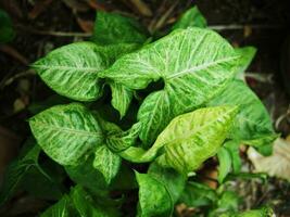 variegated plant in pot decorate house photo