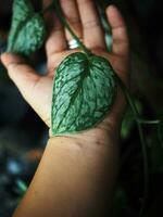 scindapsus pictus exótico plata podría y plata chapoteo leafe con corazón foto